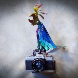 C Whimsy Creations